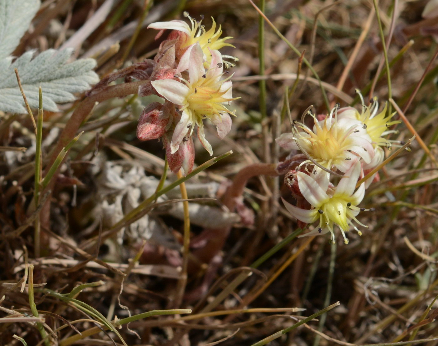 Image of Rosularia tadzhikistana specimen.