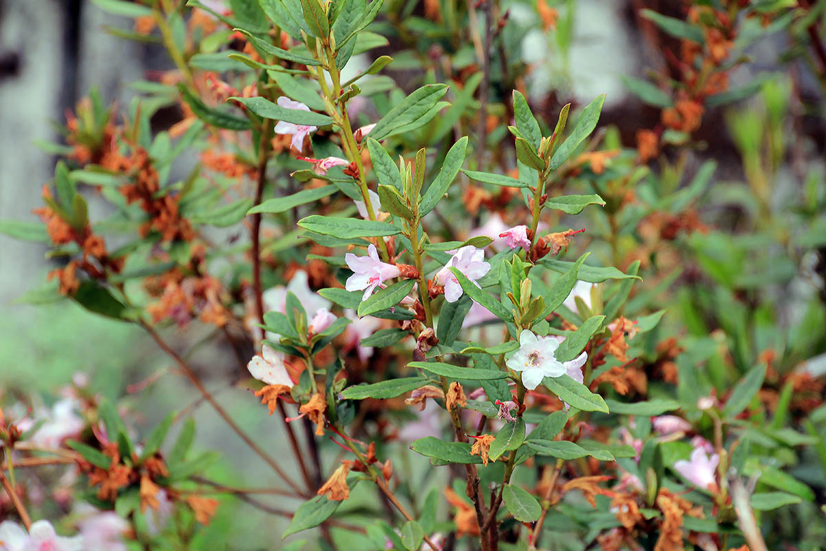 Image of genus Rhododendron specimen.