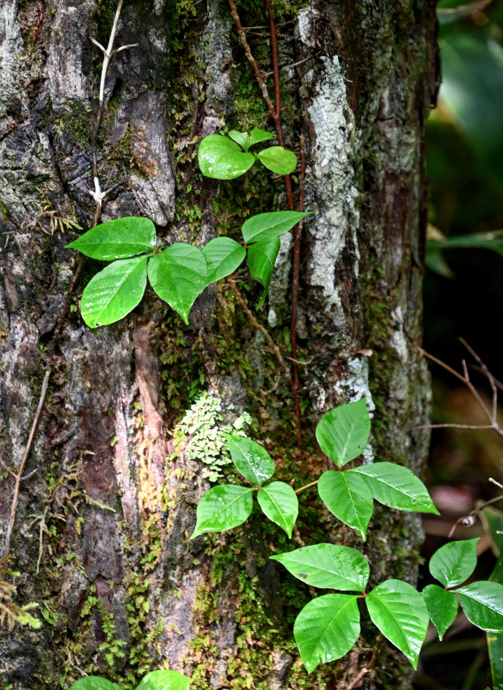 Image of Toxicodendron orientale specimen.