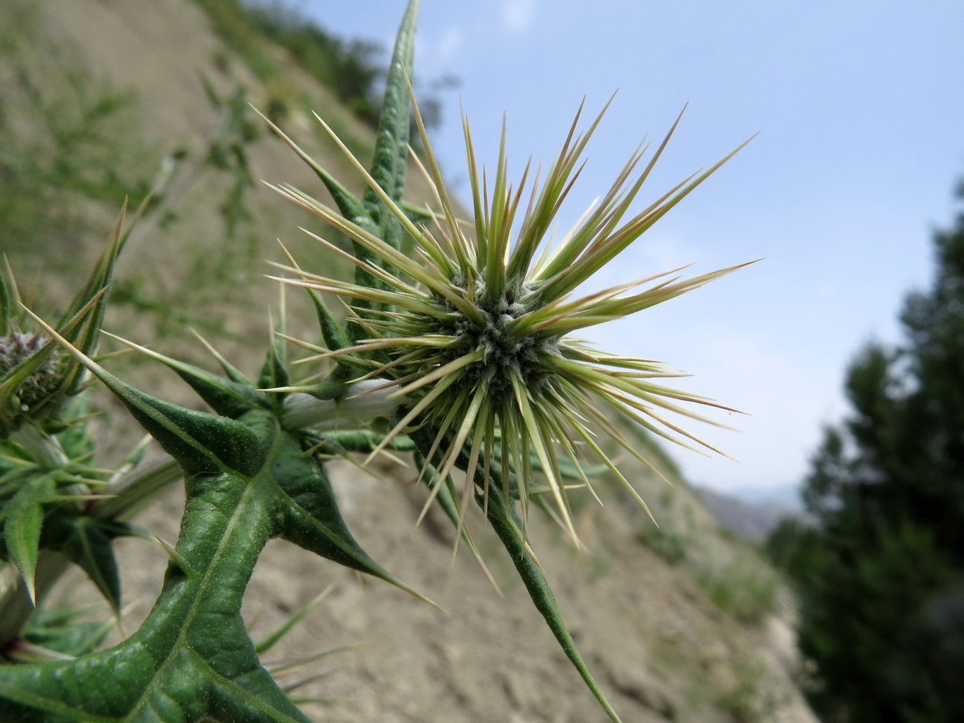 Image of Echinops maracandicus specimen.