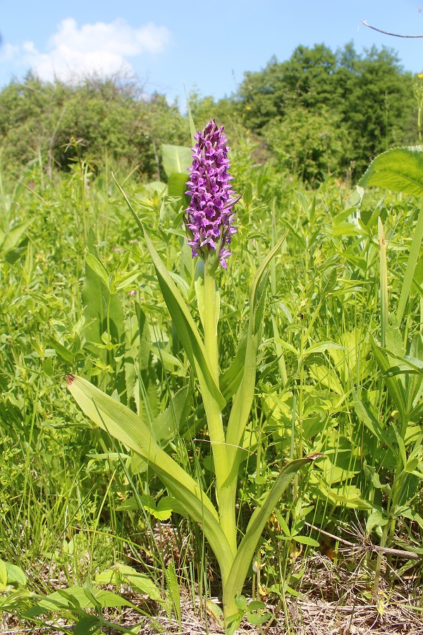 Image of Dactylorhiza incarnata specimen.