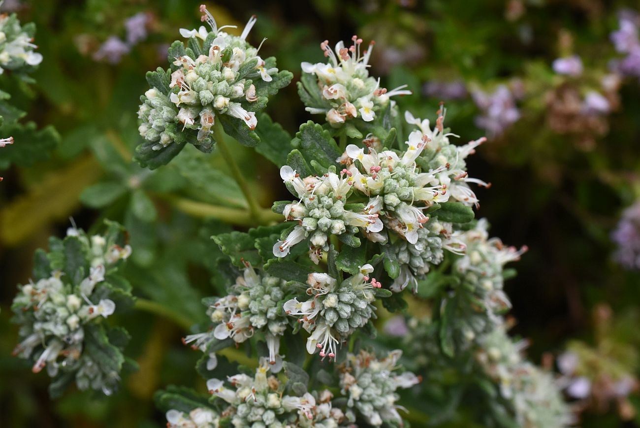 Изображение особи Teucrium capitatum.