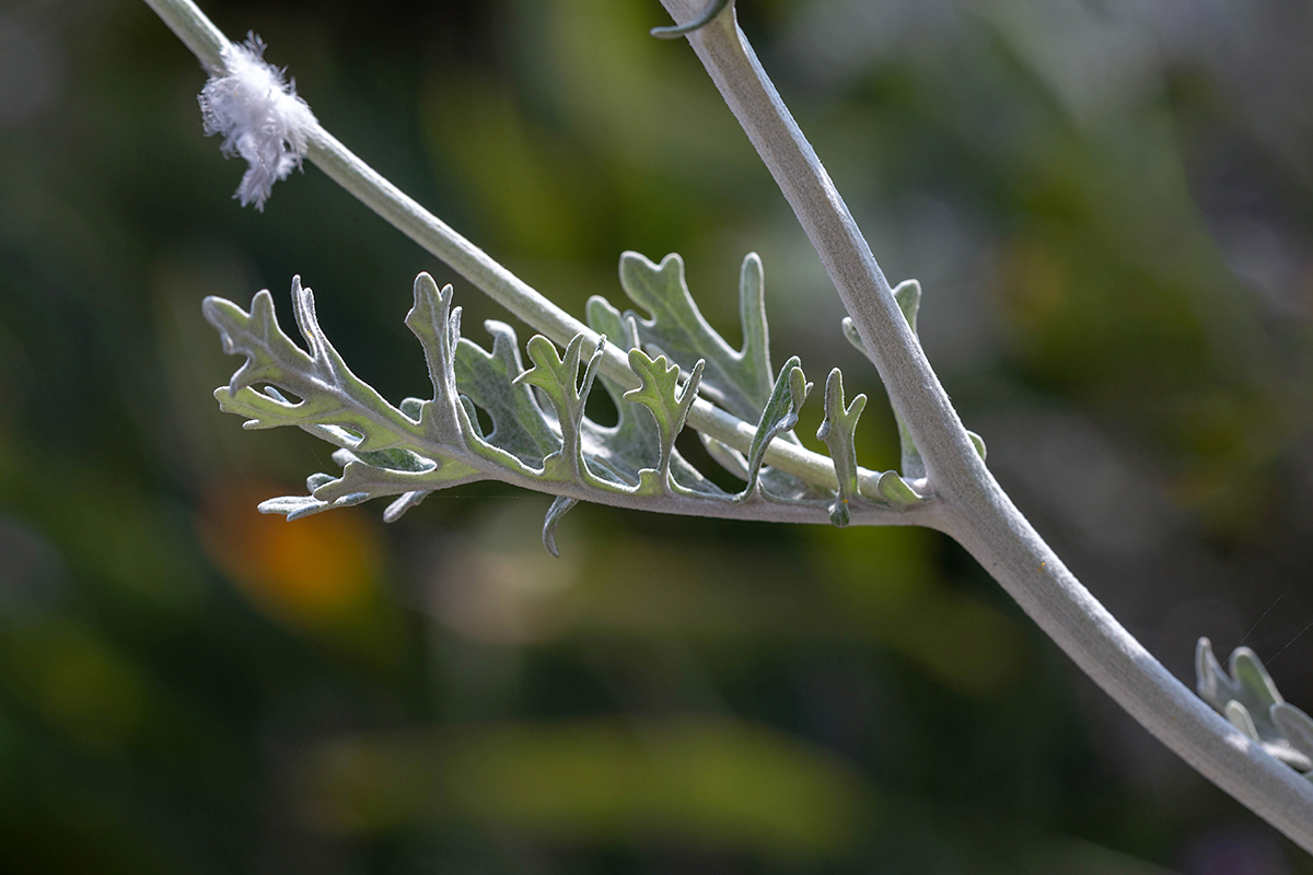 Image of Senecio cineraria specimen.