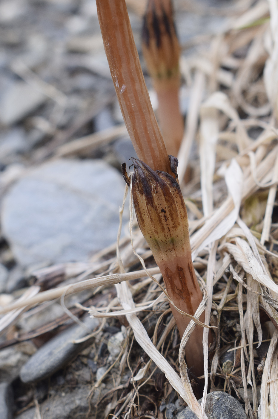 Изображение особи Equisetum arvense.