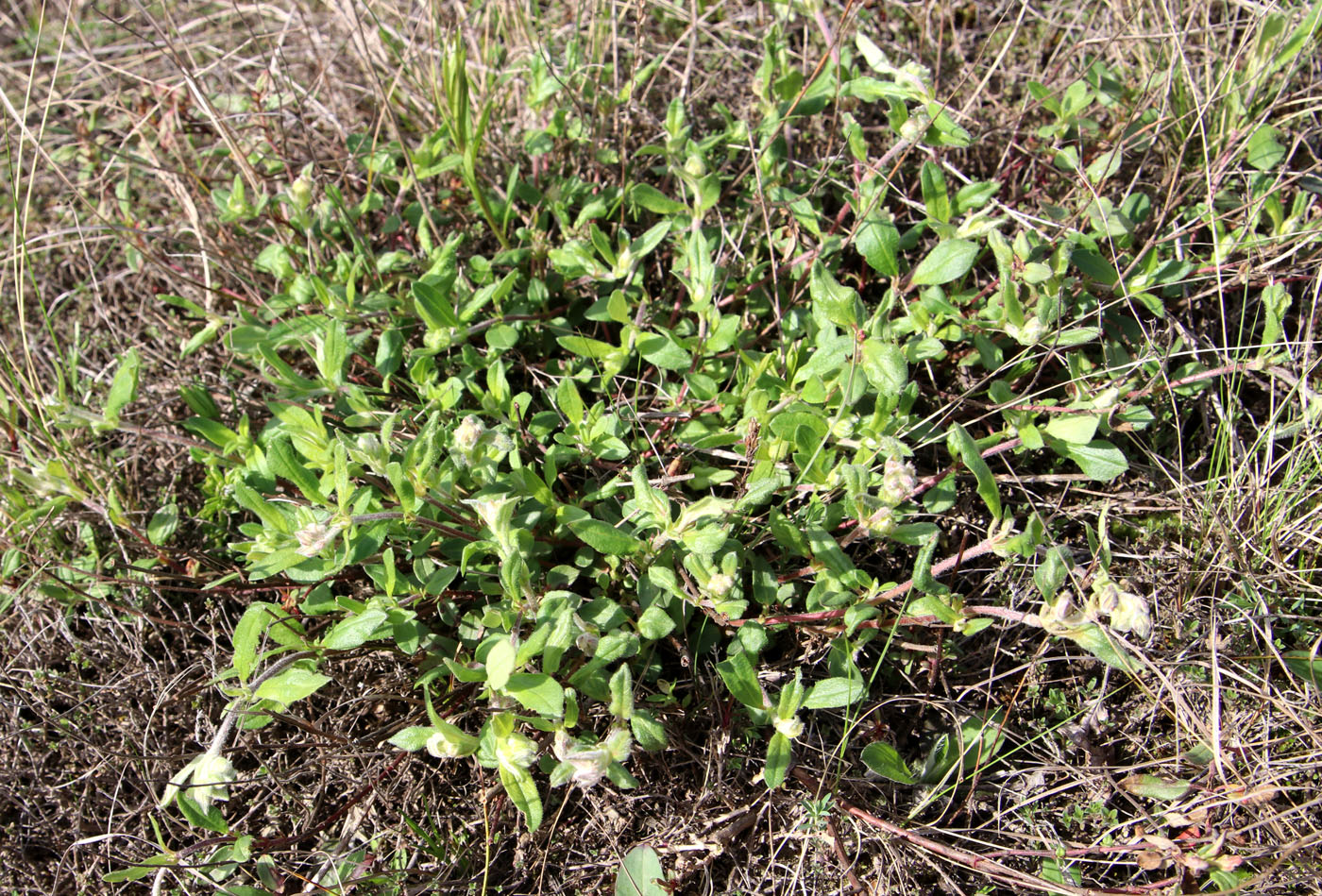 Image of Helianthemum nummularium specimen.