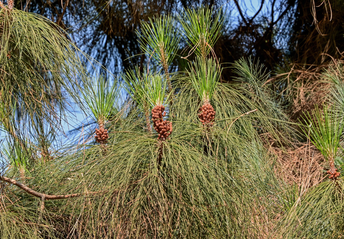 Image of Pinus canariensis specimen.