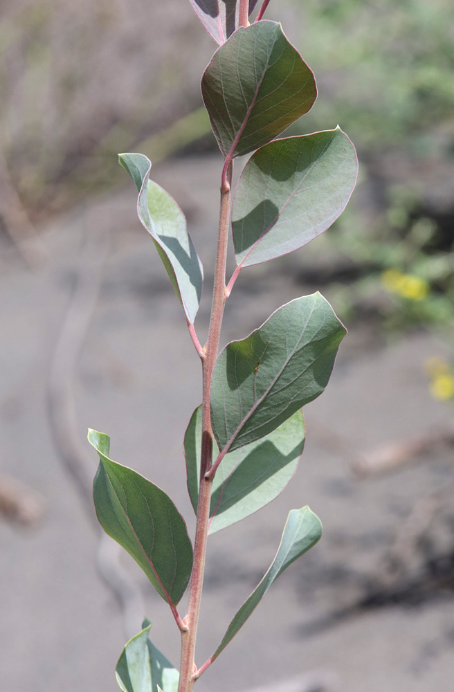 Изображение особи Populus pruinosa.