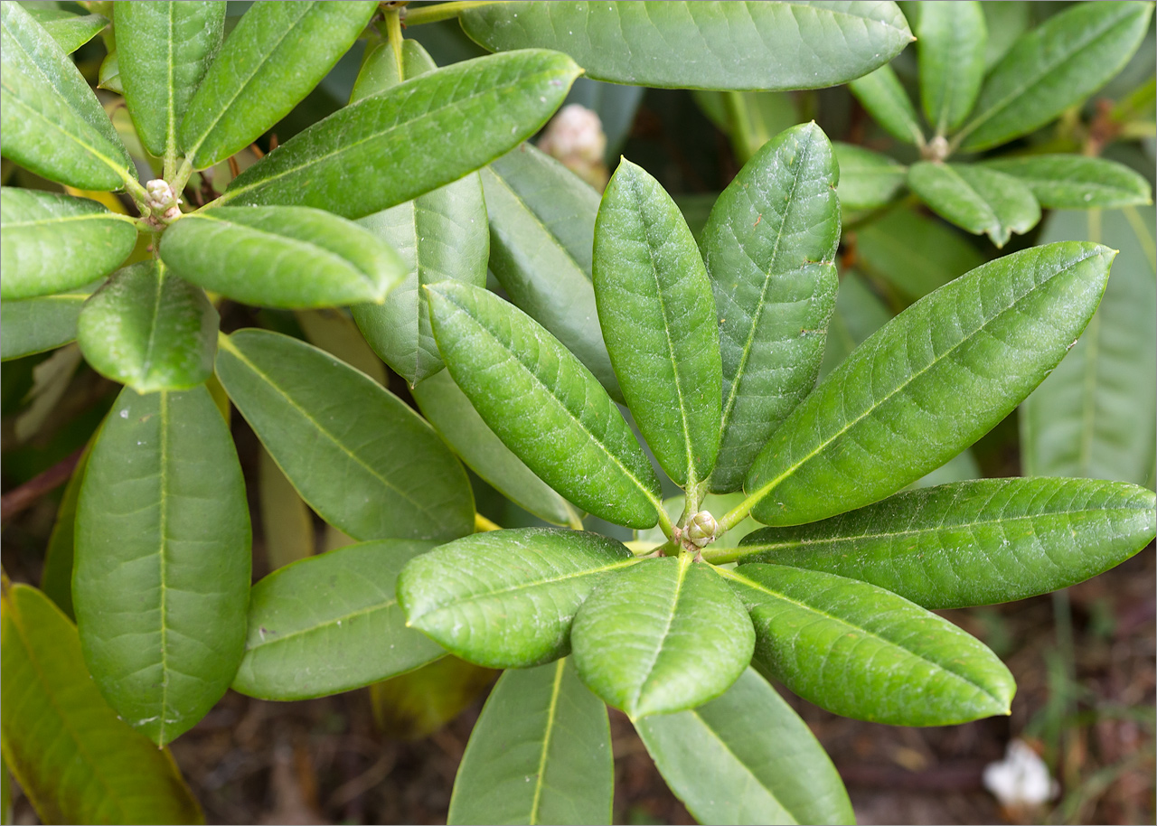 Изображение особи род Rhododendron.