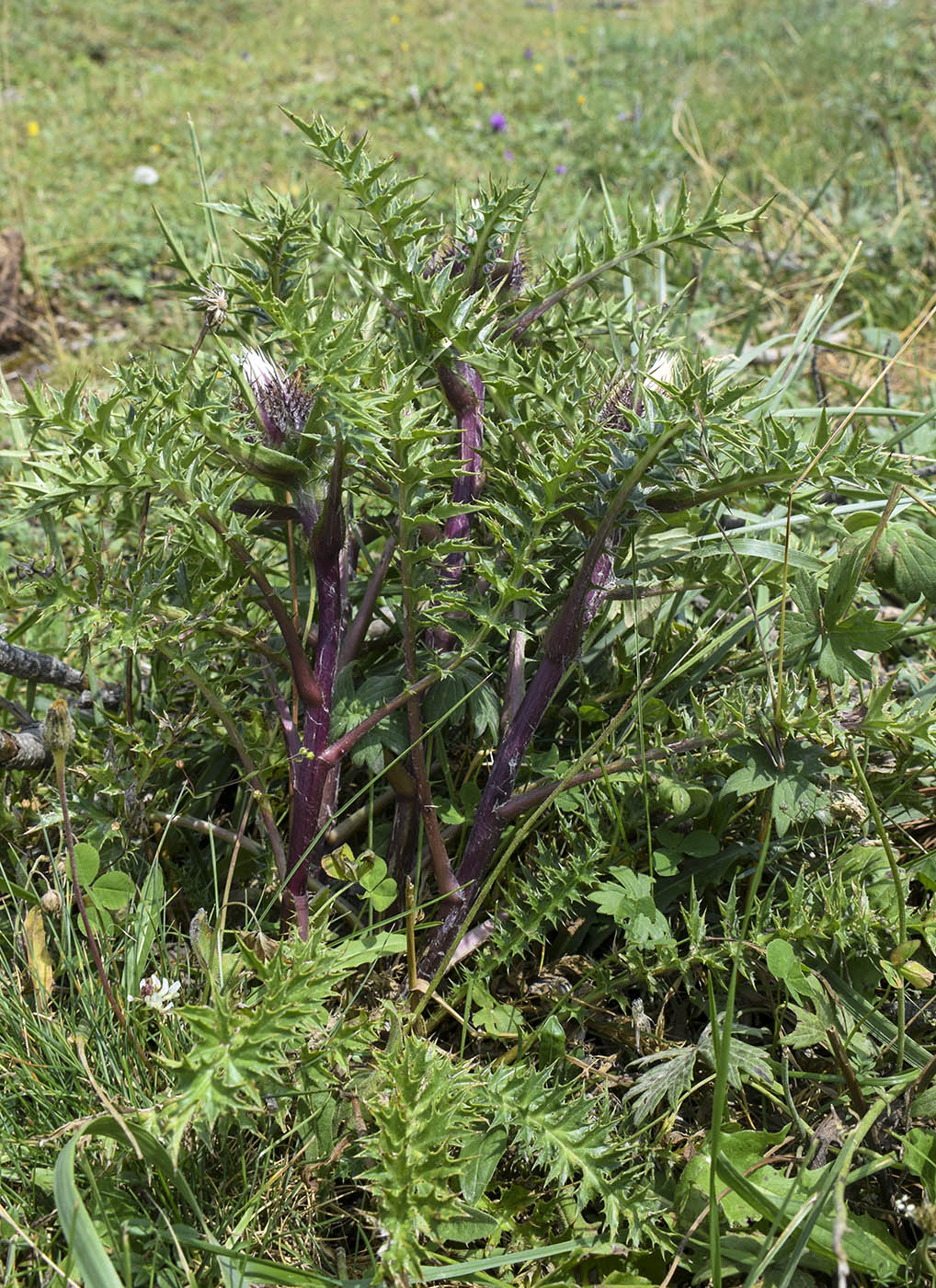 Image of Carlina acaulis ssp. caulescens specimen.