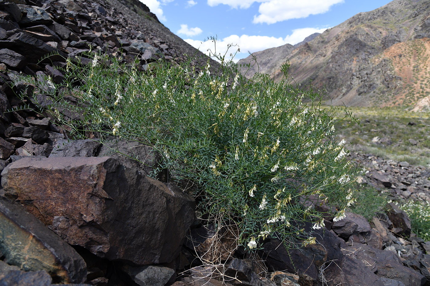 Image of Vicia costata specimen.