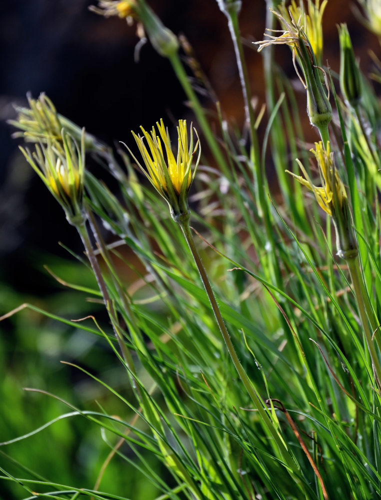 Image of Tragopogon filifolius specimen.