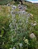 Echinops sphaerocephalus. Цветущее растение. Дагестан, Гунибский р-н, с. Гамсутль, ≈ 1400 м н.у.м., луговой склон. 29.07.2022.