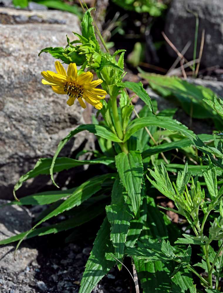 Image of Arnica sachalinensis specimen.