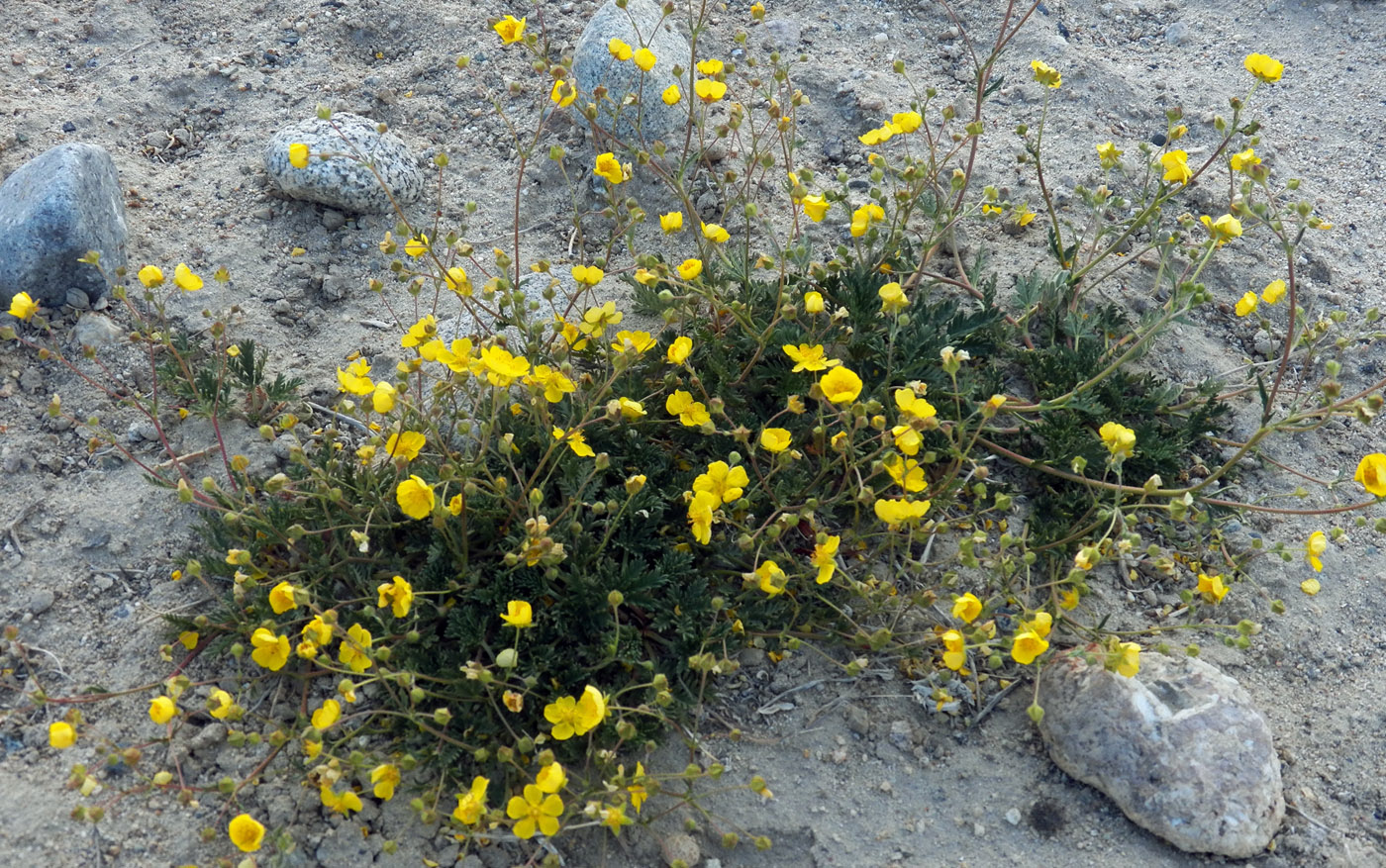 Изображение особи Potentilla virgata.