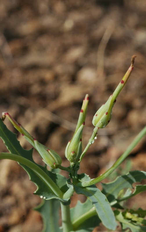 Image of Lactuca undulata specimen.