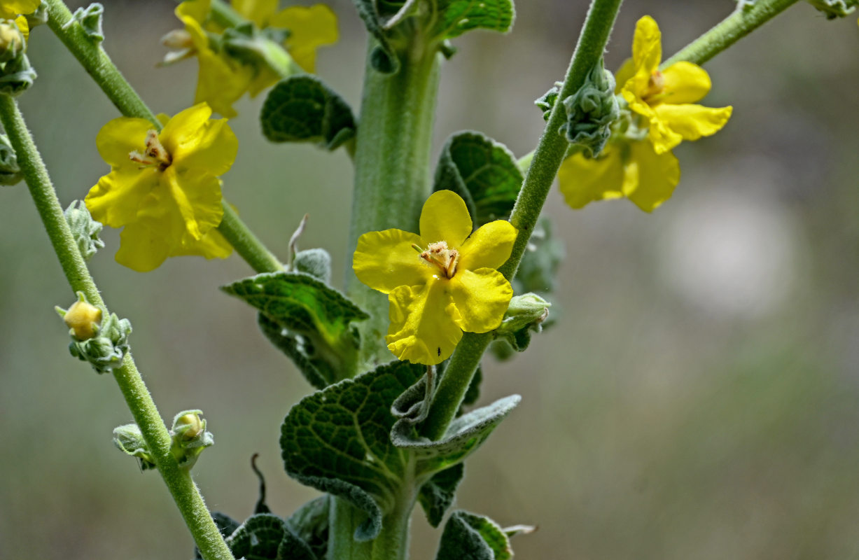 Image of Verbascum speciosum specimen.