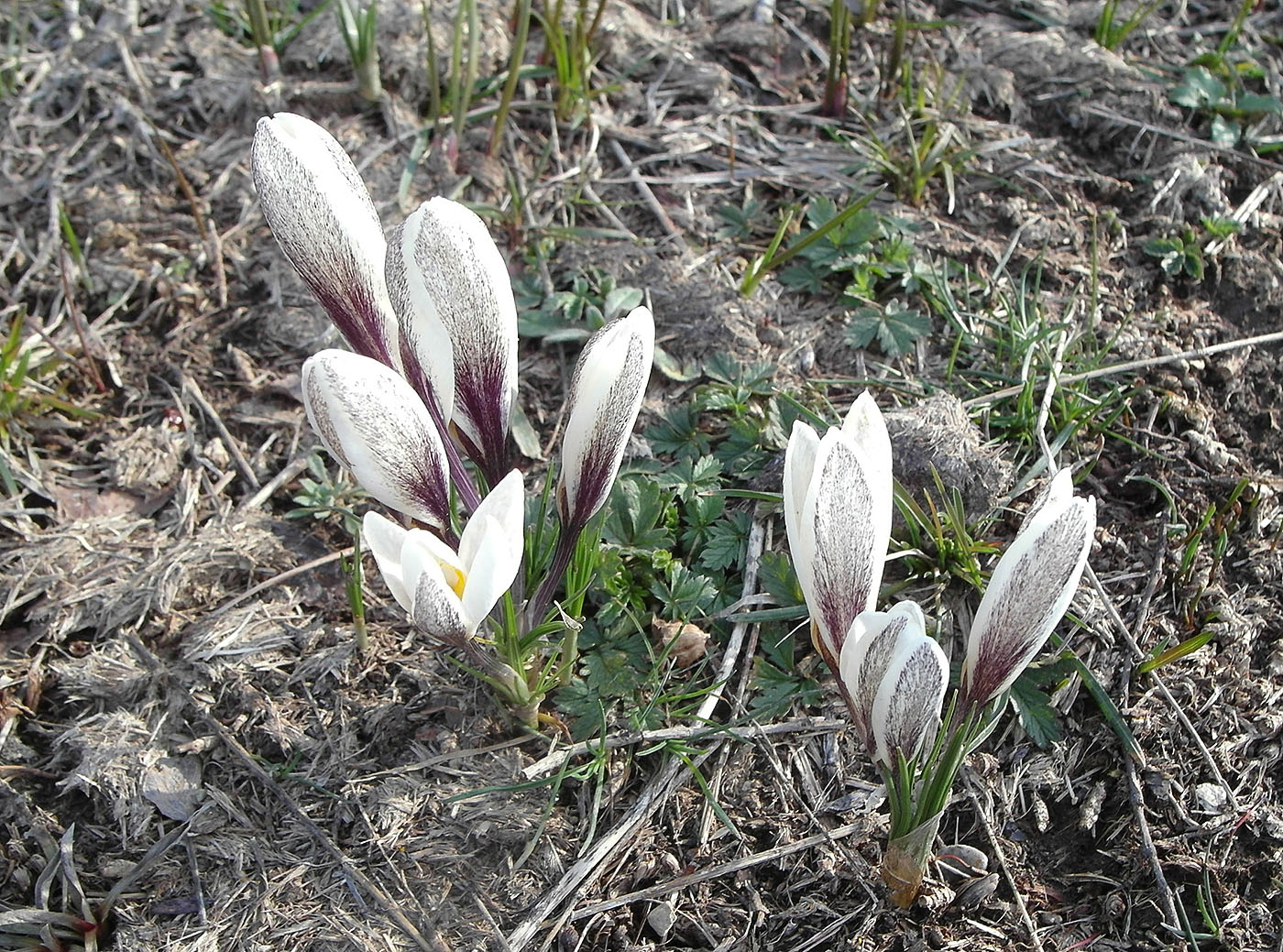 Изображение особи Crocus alatavicus.