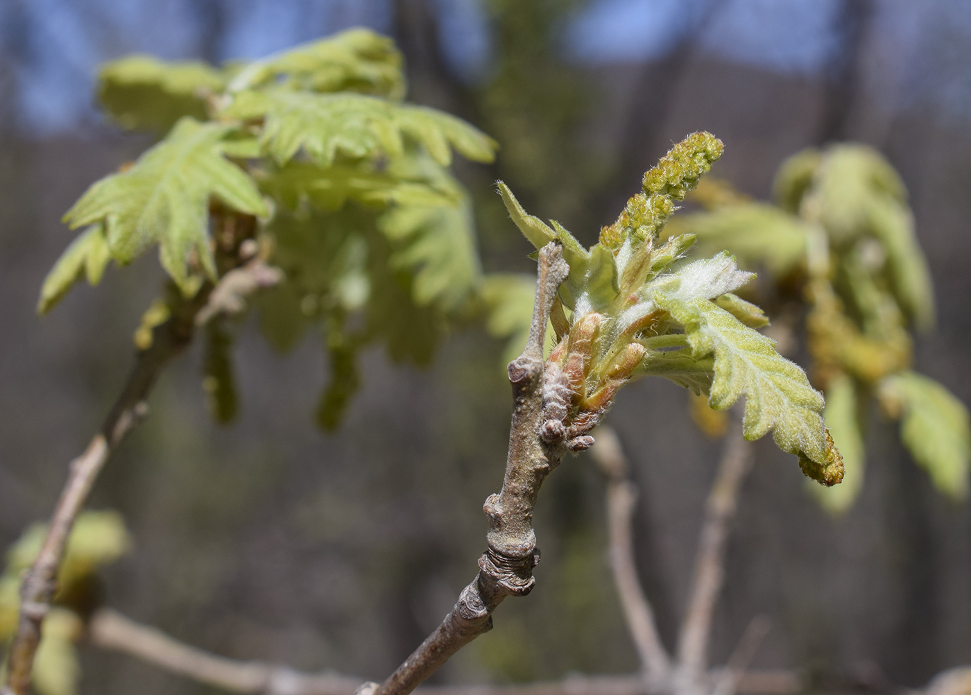 Image of Quercus pubescens specimen.