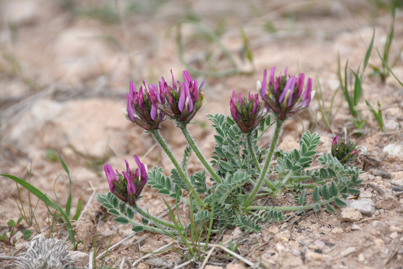 Image of Astragalus kelleri specimen.