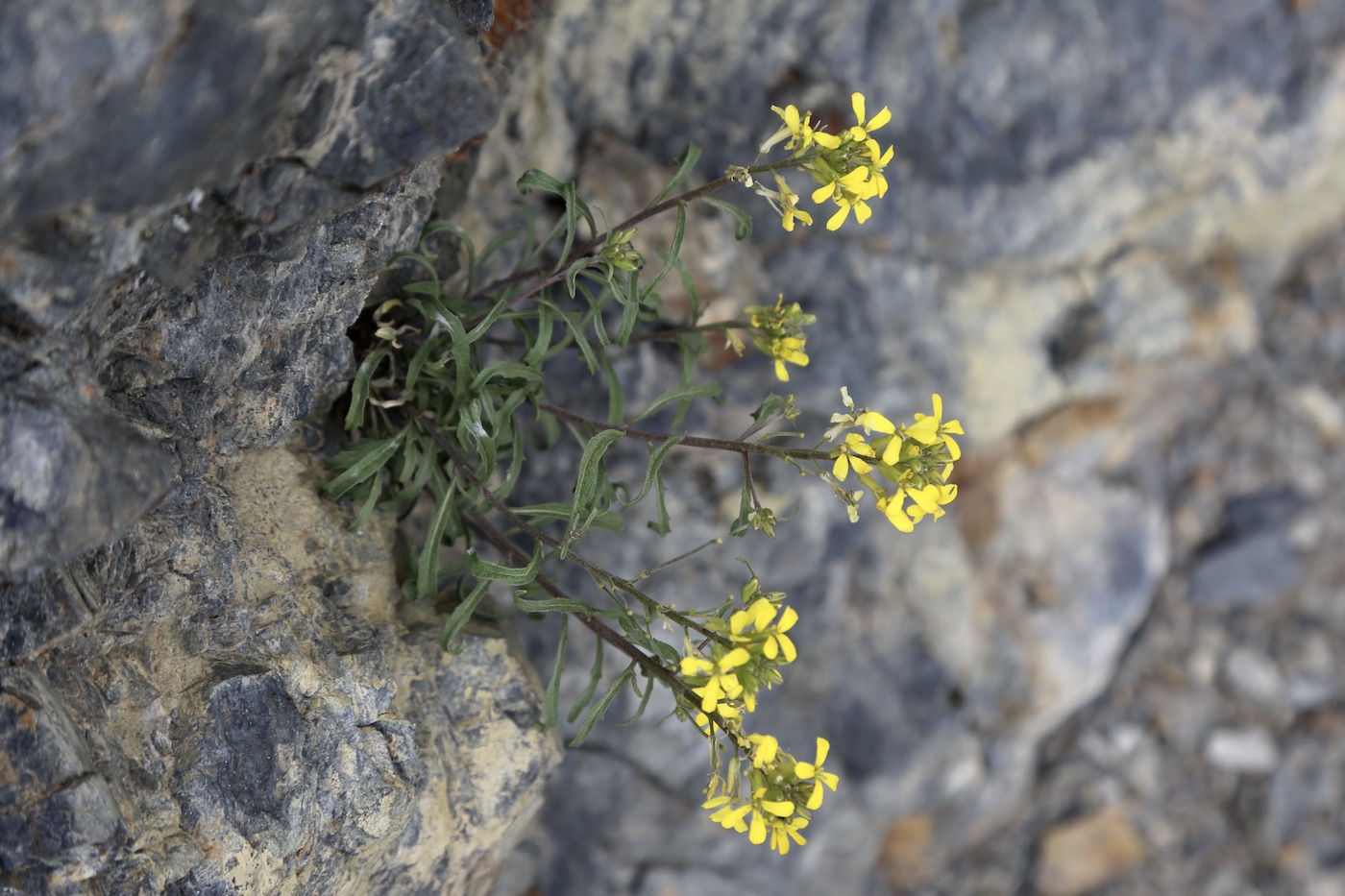 Изображение особи Erysimum ibericum.