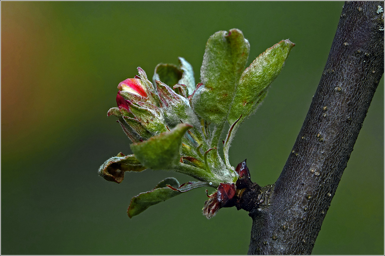 Изображение особи Malus domestica.