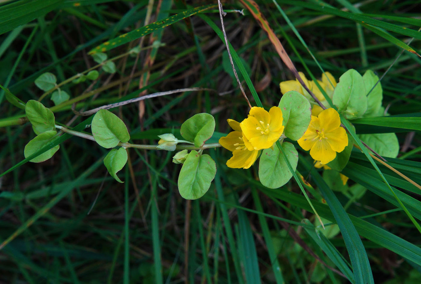 Image of Lysimachia nummularia specimen.