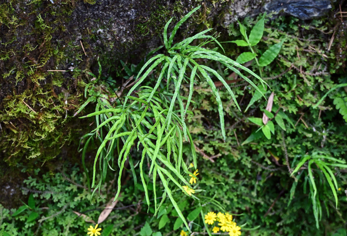 Изображение особи Pteris multifida.