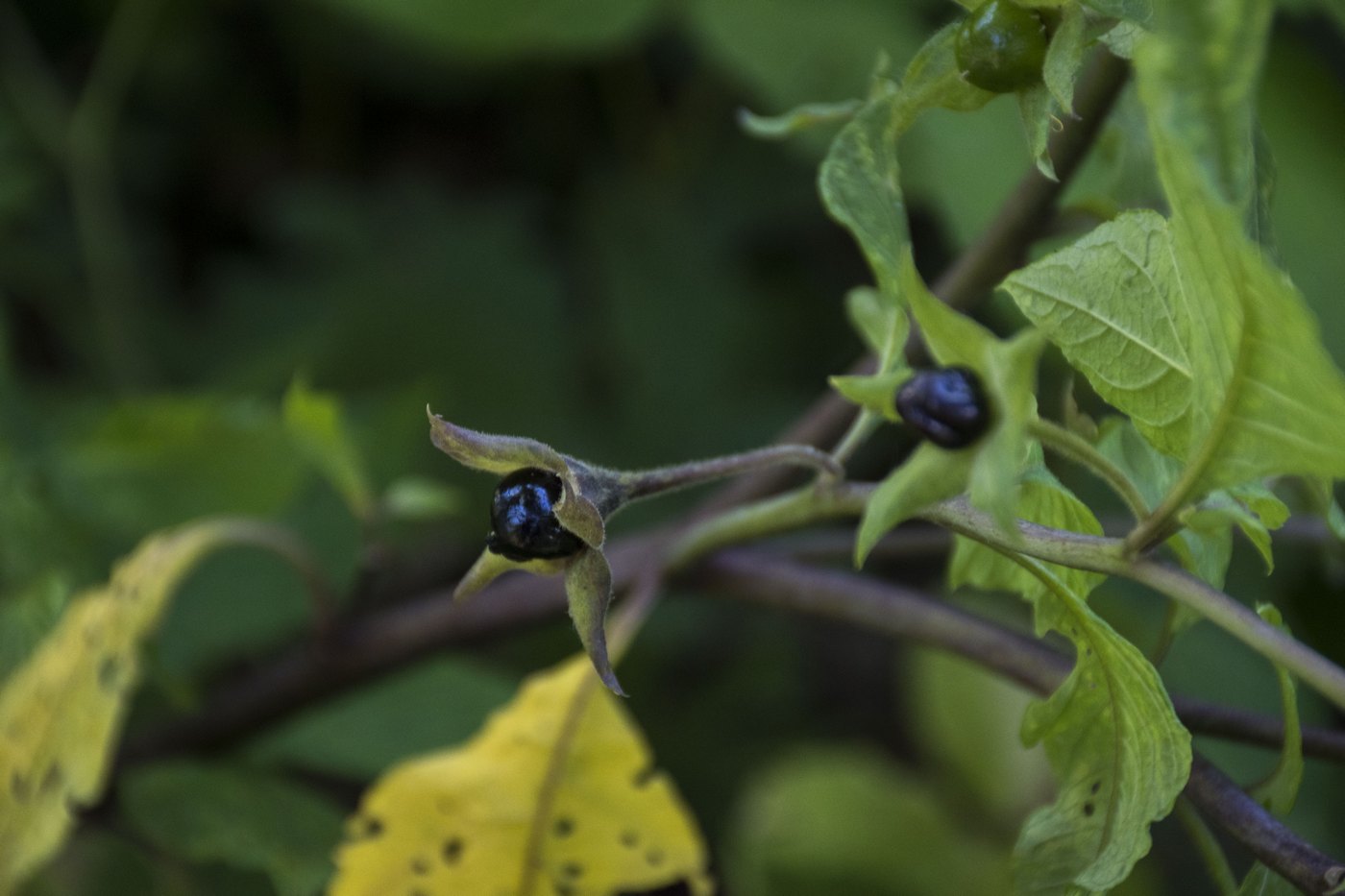 Image of Atropa caucasica specimen.