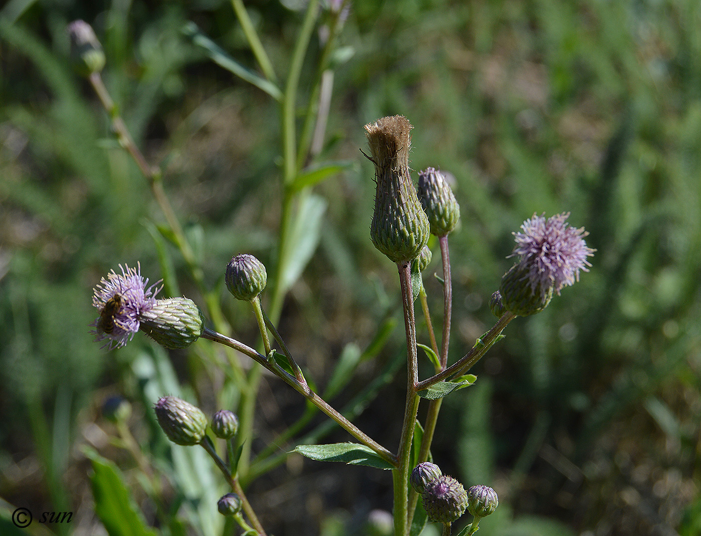 Image of Cirsium arvense specimen.