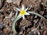 Tulipa turkestanica. Цветущее растение. Узбекистан, Джизакская обл., хр. Нуратау, Нуратинский заповедник, низовье ур. Маджерумсай, 955 м н.у.м., каменисто-щебнистый склон. 23.03.2024.