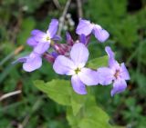 Hesperis steveniana. Соцветие. Крым, городской округ Ялта, Ай-Петринская яйла, гора Кильсе-бурун. 23.04.2023.