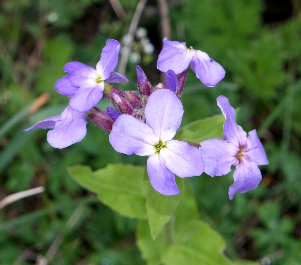 Изображение особи Hesperis steveniana.