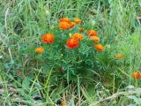 Tagetes patula