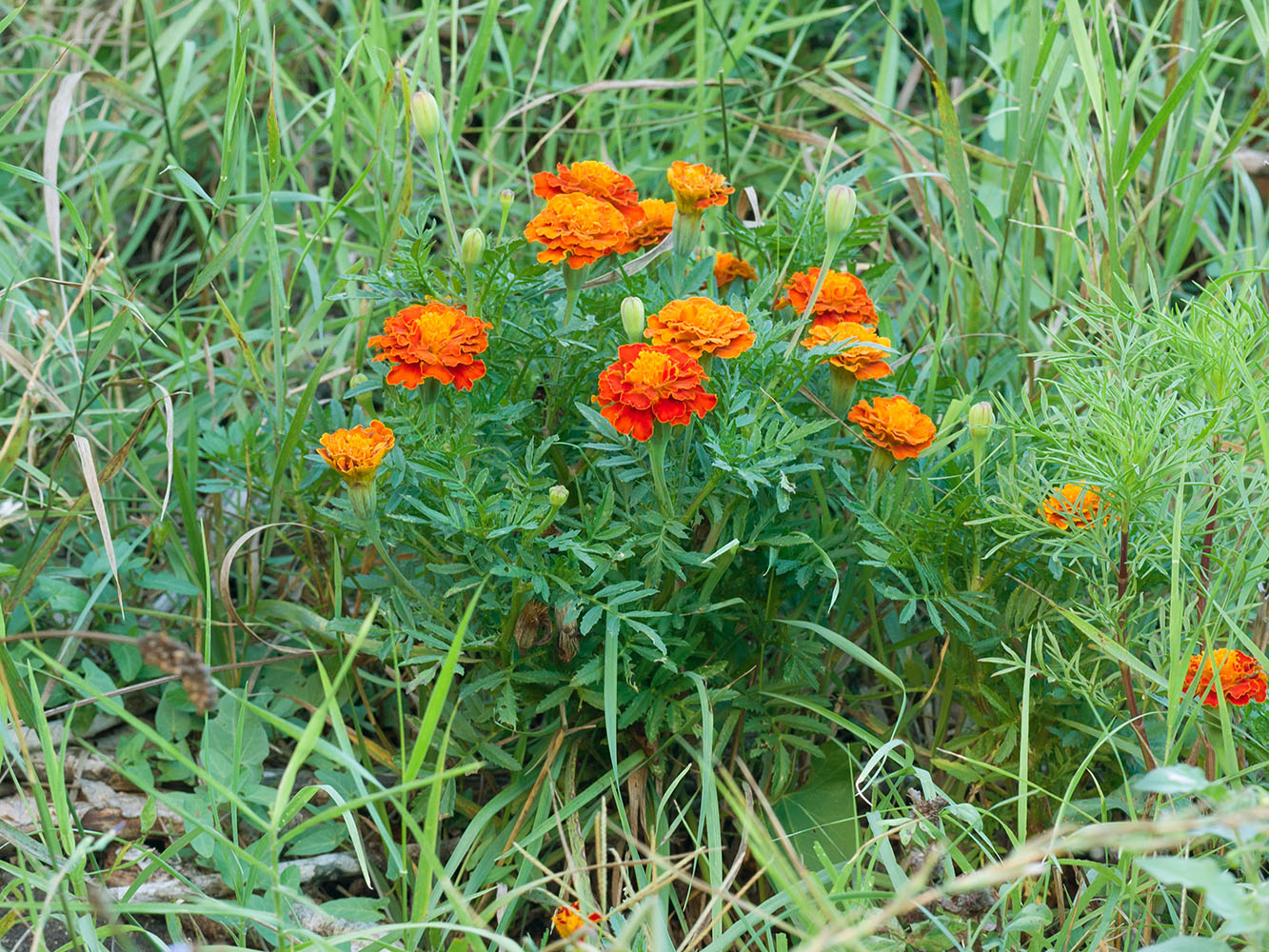 Изображение особи Tagetes patula.