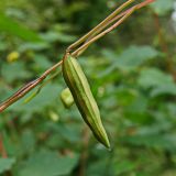 Impatiens maackii. Часть побега с плодом. Хабаровский край, окр. г. Комсомольск-на-Амуре, Силинский лесопарк. 18.08.2024.