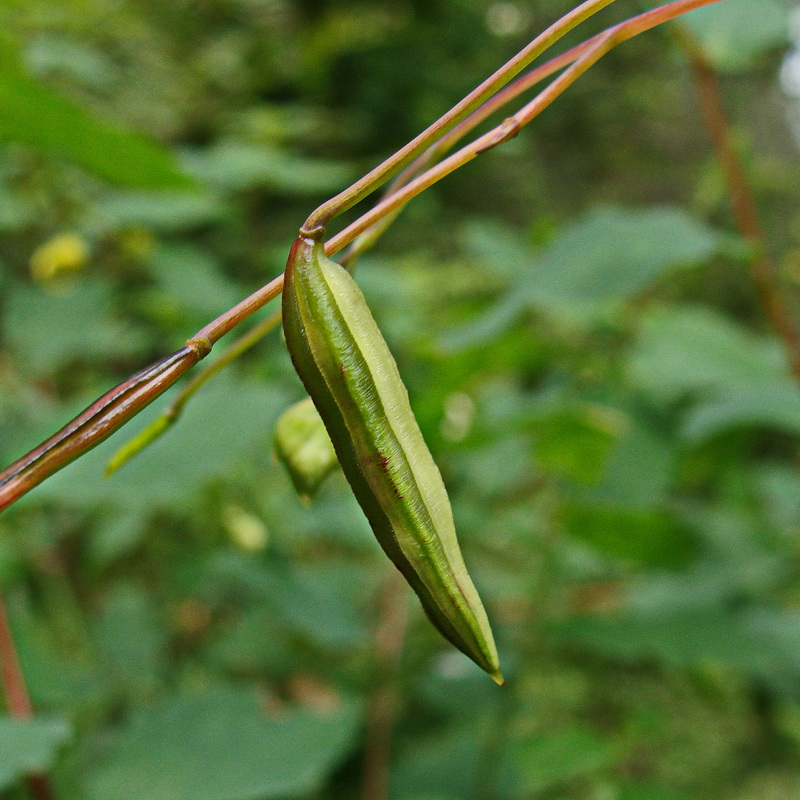 Изображение особи Impatiens maackii.