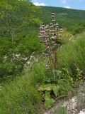 Phlomoides tuberosa. Цветущее растение. Краснодарский край, Абинский р-н, окр. станицы Шапсугская, скальное обнажение на склоне к р. Адегой. 12.06.2017.