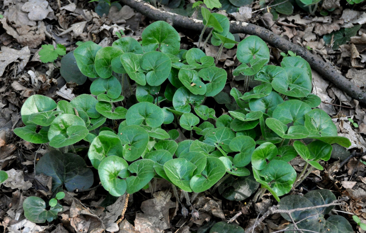 Image of Asarum europaeum specimen.