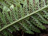 genus Athyrium. Часть вайи с сорусами. Хабаровский край, окр. г. Комсомольск-на-Амуре, Силинский лесопарк. 23.09.2024.