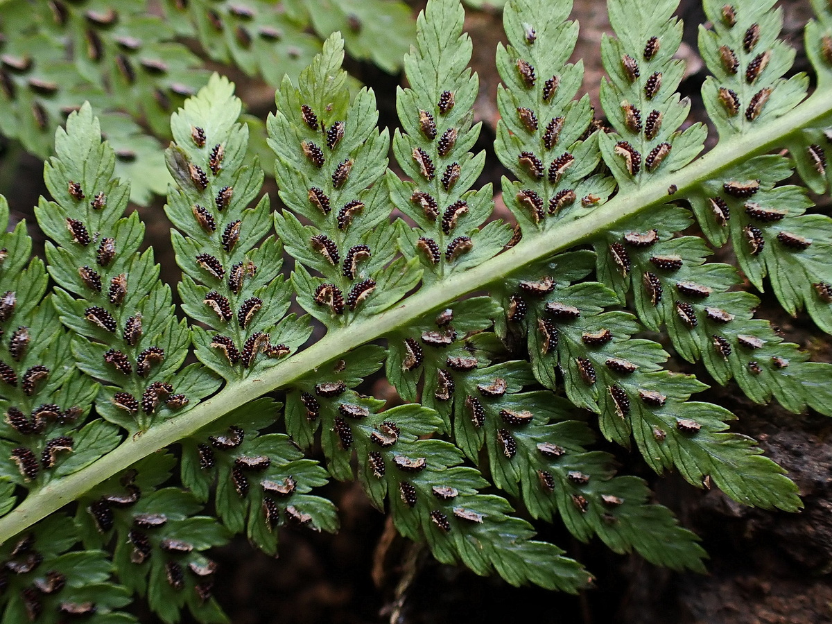 Image of genus Athyrium specimen.