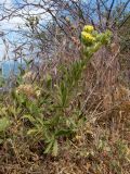 Potentilla semilaciniosa. Цветущее растение в сообществе с Poaceae. Крым, Южный Берег, ю-в склон горы Аю-Даг, возле туристической тропы. 25.05.2024.