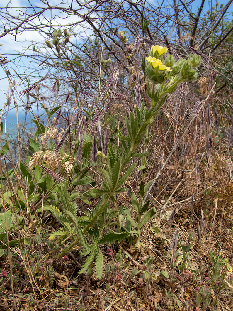 Image of Potentilla callieri specimen.