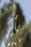 Teucrium fruticans