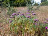 Phlomis taurica. Цветущее растение в сообществе с Aegilops, Inula oculus-christi и Dianthus capitatus. Крым, Южный Берег, окр. пос. Лесной, луг на косогоре. 26.05.2024.