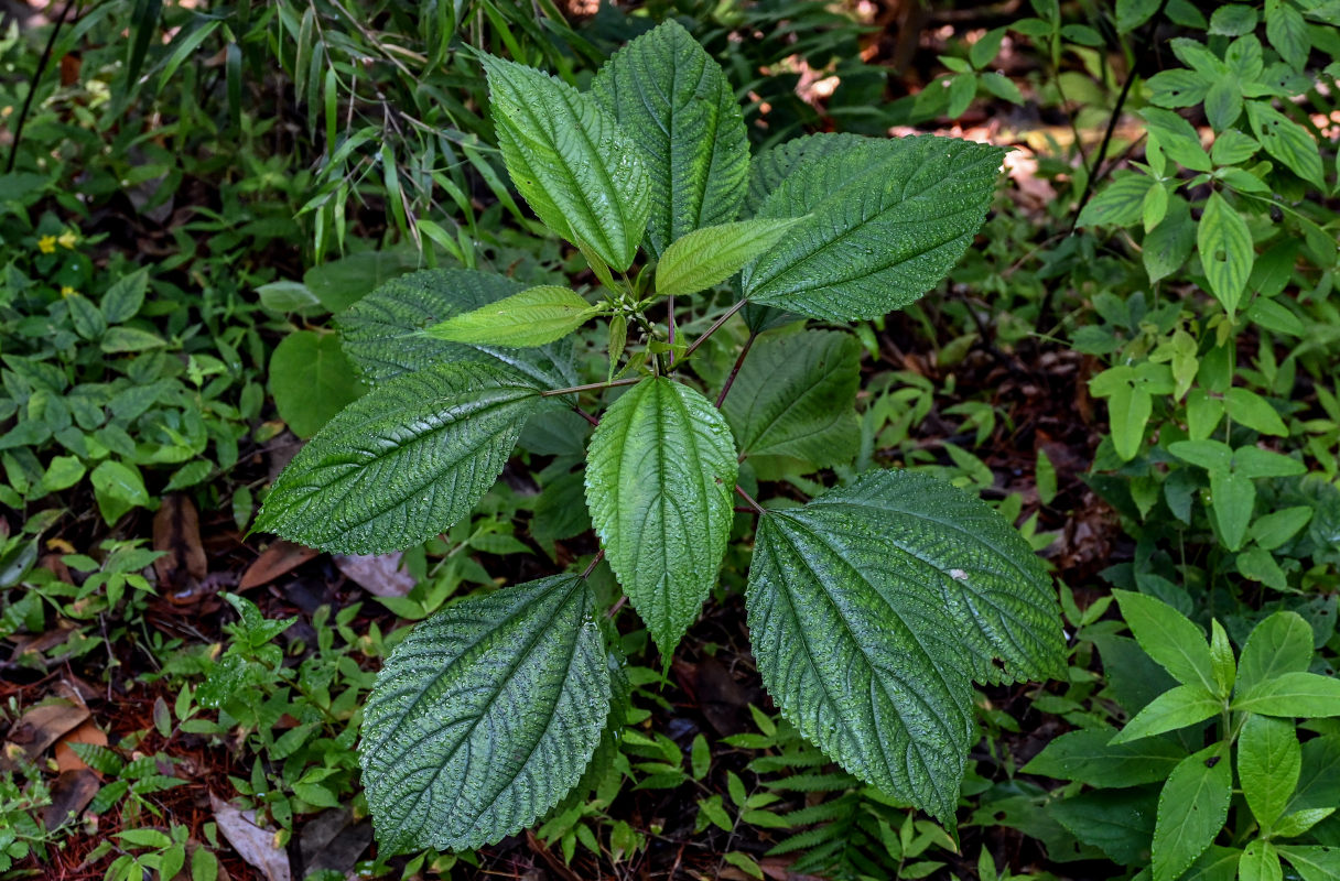 Image of Pilea martini specimen.