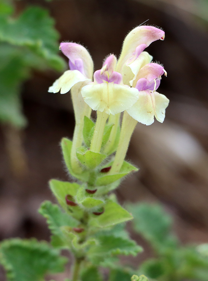 Изображение особи Scutellaria cordifrons.