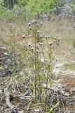 Erigeron politus