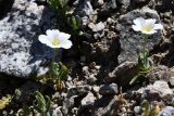 Cerastium lithospermifolium. Цветущие растения. Казахстан, Заилийский Алатау в окр. г. Алматы, Большое Алматинское ущ., р-н Космостанции, ≈3500 м н.у.м., осыпь крупных гранитных обломков. 27 июля 2024 г.