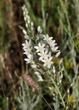 Ornithogalum ponticum. Соцветие. Крым, Ленинский р-н, окр. с. Курортное, степь. 12.06.2021.