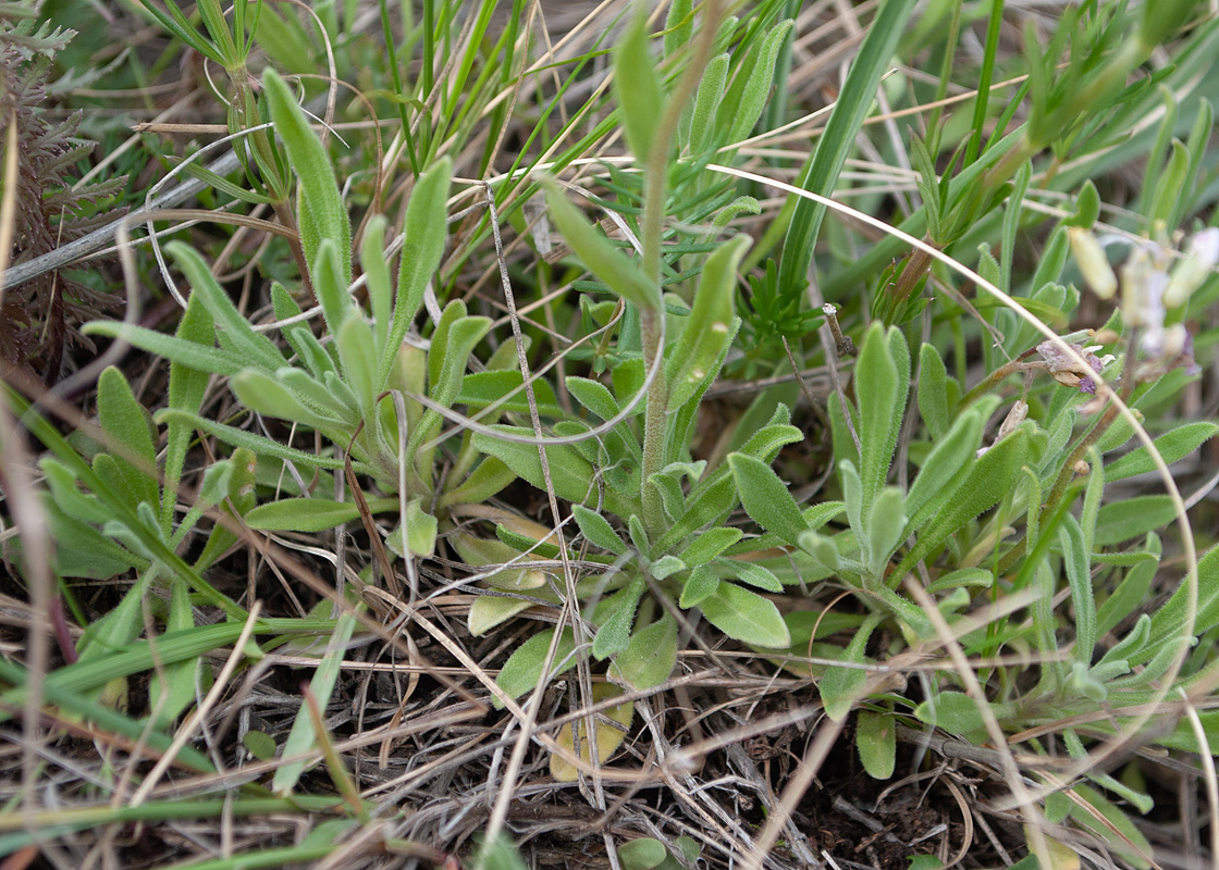 Изображение особи Dendroarabis fruticulosa.